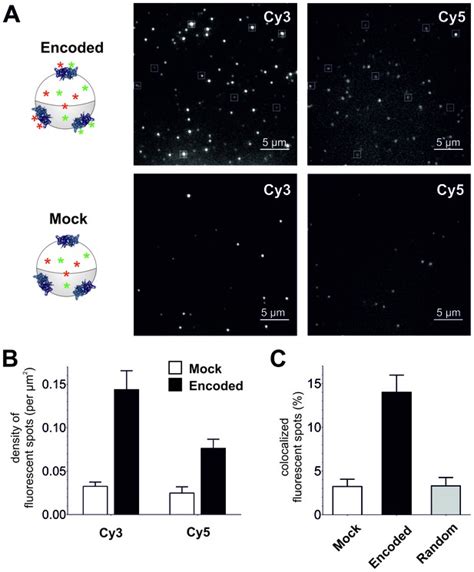 Cellular Encoding Of Cy Dyes For Single Molecule Imaging ELife