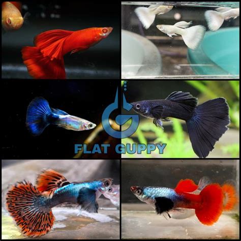 Jual Paket Hemat Aquascape 6 Jenis Ikan Guppy 12 Ekor Ikan Gappy Hias