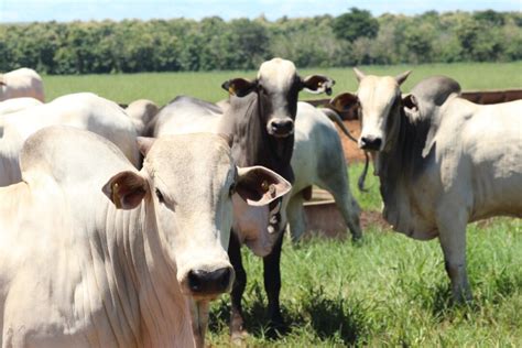 Redu O De Custos No Gado De Corte Depende De Planejamento