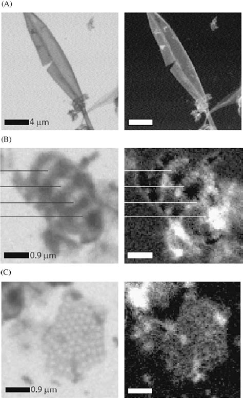 Carbon Maps Of Cylindrotheca Closterium Frustules The Left Panels Are