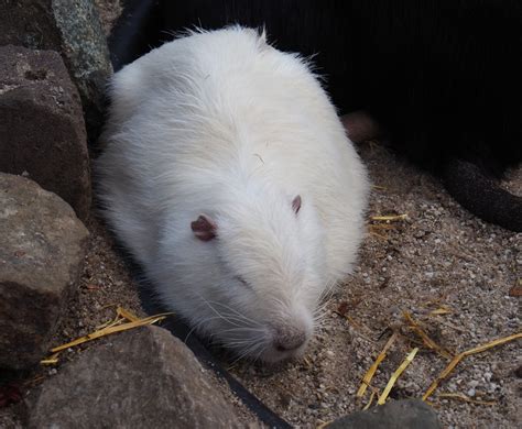 White Nutria Myocastor Coypus 2019 04 06 Zoochat