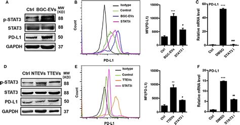 Frontiers Extracellular Vesicles From Gastric Cancer Cells Induce Pd