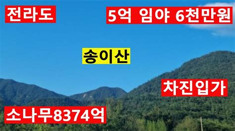 6천만원 송이산 수~만평 전라도싼임야 소나무조경수8374억원 차진입가능 숲가치8778억원 탄소권3618만원 땅과함께새희망을