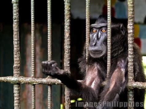 Animals Zoo Park: zoo animals in cages Pictures & Photos