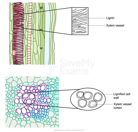 Xylem Vessels Elements Cie A Level Biology Revision Notes
