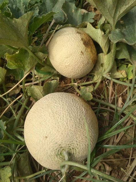 Sakura Seed 99 Hybrid Musk Melon Seeds F1 Madhuri 904 For