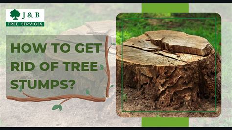 How To Get Rid Of Tree Stumps J And B Tree Service Medium