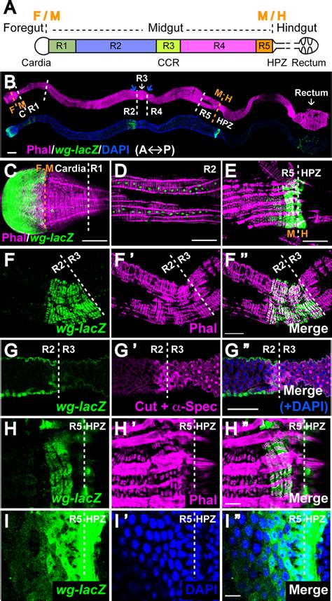 Novel Sources Of Wg In The Epithelium And Surrounding Muscle At Adult