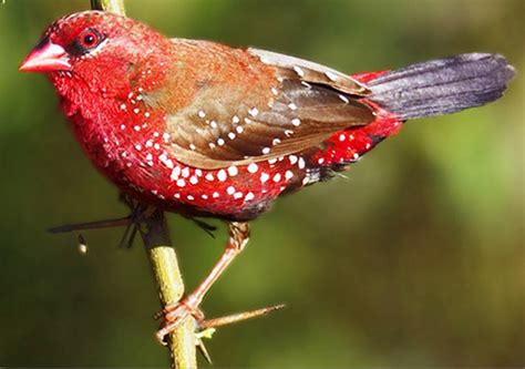 Burung Cantik Ini Menarik Pasangannya 4 - EtIndonesia