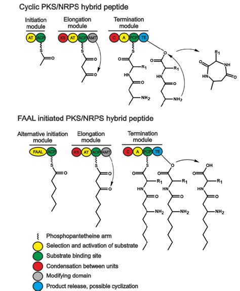 Pksnrps Hybrid Biosynthetic Enzymes Faal Fatty Acyl Amp Ligase