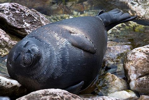 Foca Del Baikal Fotos Banco De Fotos E Imágenes De Stock Istock