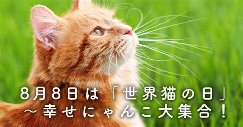 8月8日は「世界猫の日」～幸せにゃんこ大集合！【40ニャン掲載】 猫ねこ部