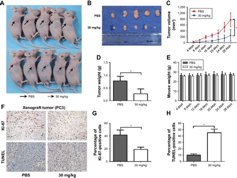 Aloperine Suppressed Pc Xenograft Tumor Growth In Vivo A And B Pc