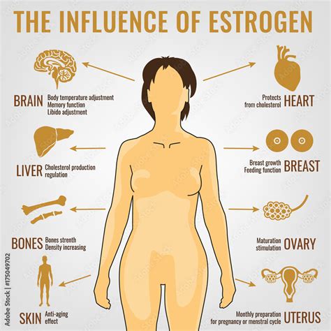 Estrogen Effects Image Stock Vector | Adobe Stock