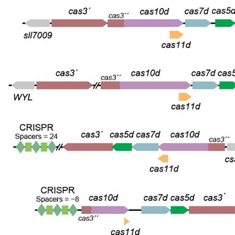 Schematic Of Representative Type I D Cas Genes And Crispr Arrays