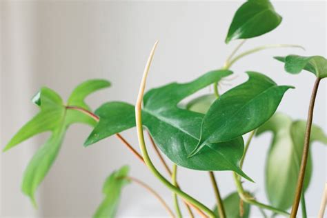 How To Grow And Care For Philodendron Florida Green