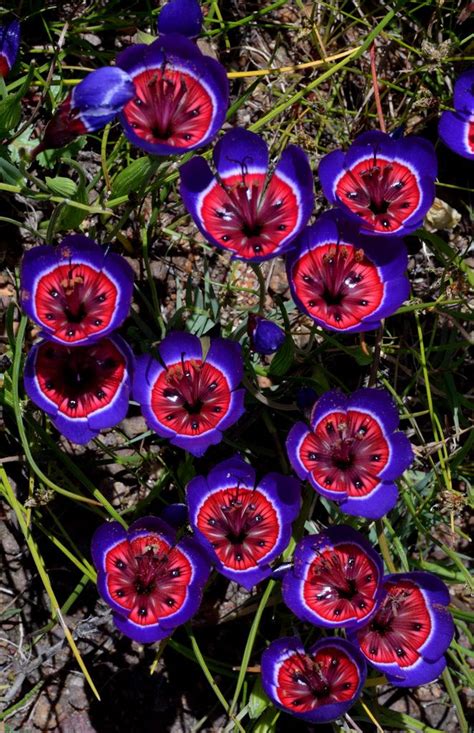 15 Of The Craziest Looking Flowers From Near And Far Strange Flowers