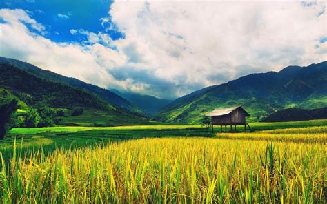 Fotografi Landscape dengan tema Sawah Tropis di Katulistiwa - Dzargon