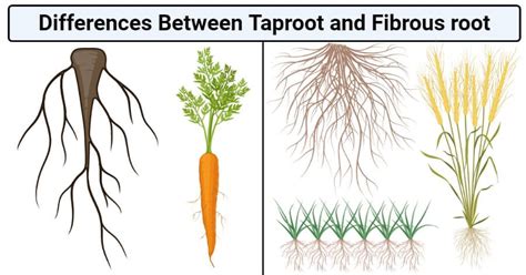 17 Key Differences: Taproot vs. Fibrous Root