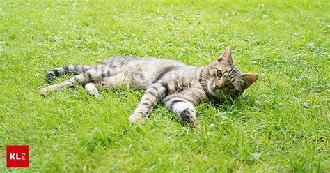 Katzenbesitzer Gesucht Im Garten Der Kleinen Zeitung Wem Geh Rt