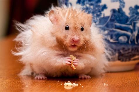 Brown Hamster On Brown Wooden Table Hd Wallpaper Wallpaper Flare