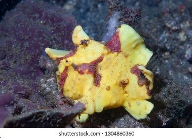 Frogfish Feeding: Over 26 Royalty-Free Licensable Stock Photos ...