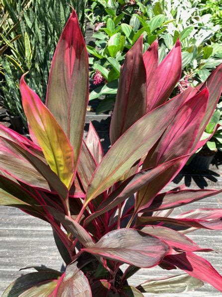 Elegant Burgundy Houseplants For A Dash Of Pizzazz Green With Purpose