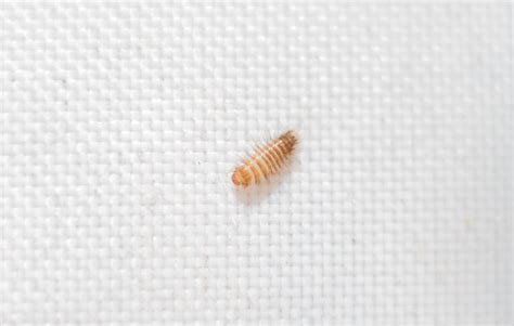 Signs of a Carpet Beetle Infestation | Sun Dry