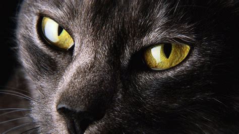 Fechar Natureza Olhos Gatos Animais Amarelo Alta Resolu O Hd Desktop