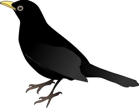 Red Winged Blackbird Png Free File Download Png Play