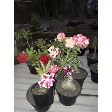 Jual Tanaman Adenium Bunga Tumpuk Size A Cantik Shopee Indonesia