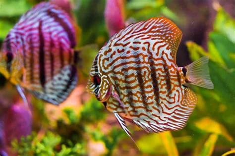 Discus Fish Care Guide Species Profile Fishkeeping World