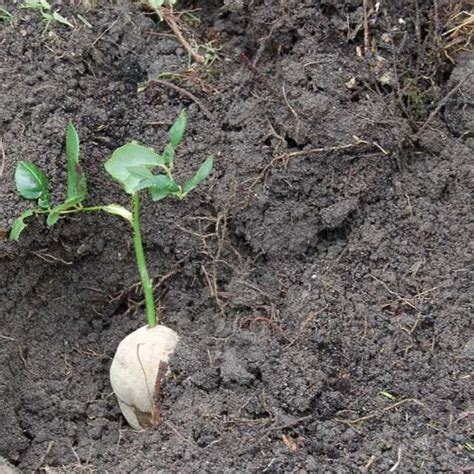 Stekken Nemen Van Rozen Klussen En Tuinieren Thuis Gids