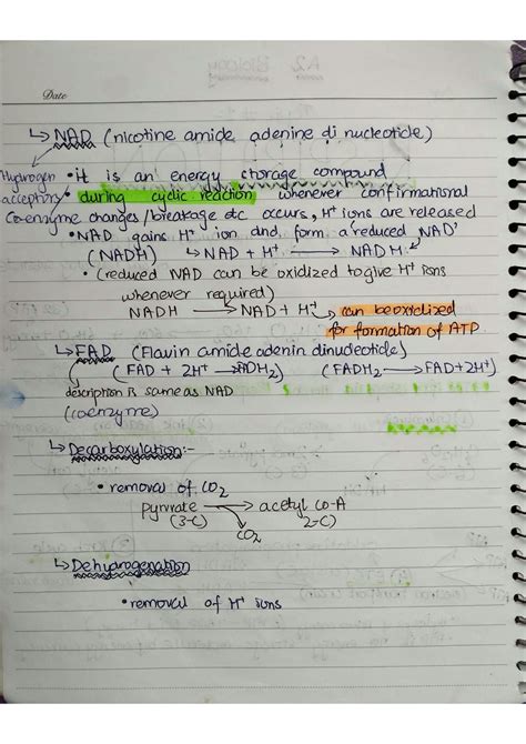 Solution Alevels Biology Respiration Notes Studypool