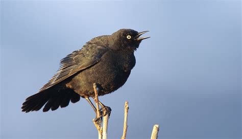 Why You Should Start Searching for Rusty Blackbirds | Audubon