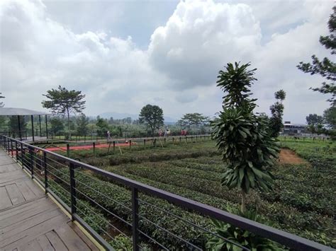 Goalpara Tea Park Wisata Keluarga Terbaru Sukabumi