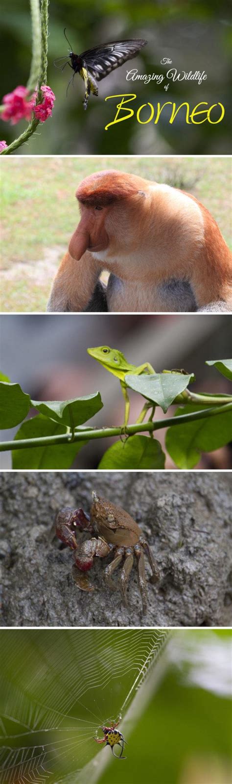 The Wildlife of Borneo - A Photo Essay - Reflections Enroute