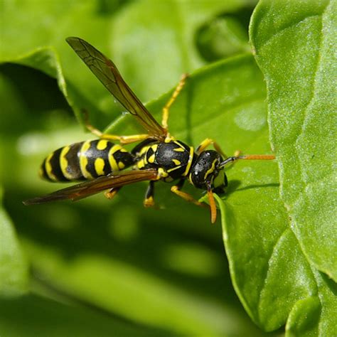 Parasitic Wasps Jans Garden