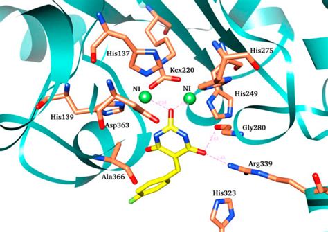 Predicted Binding Mode Of Compound 5 Carbon Atoms Depicted In Yellow Download Scientific