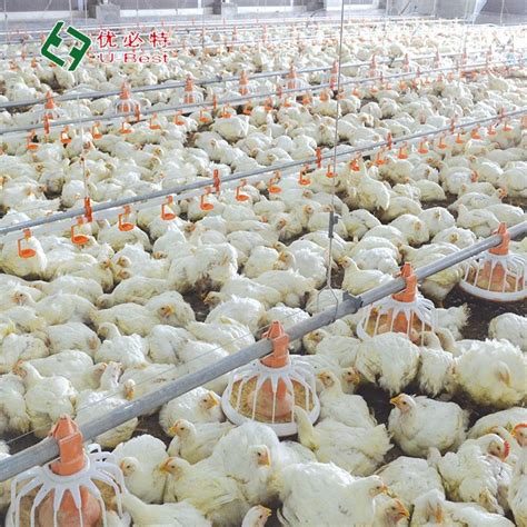 Automatic Poultry Farming Broiler Pan Feeding System Equipment China