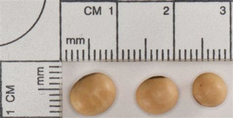 Planting Depth Effects On Small And Large Soybean Seed Size Golden