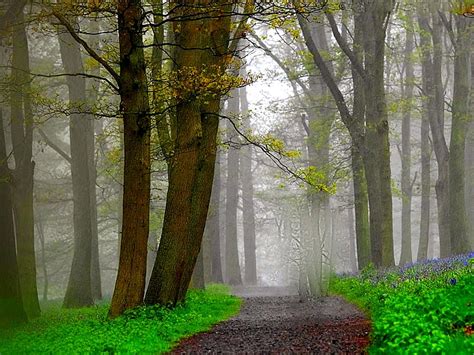 Forest Rain Forest Foggy Green Path Misty Rain Hd Wallpaper Peakpx