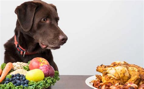 13 Best Chicken-Free Dog Foods For Puppies, Adults & Seniors With Allergies