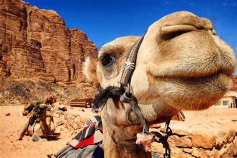 Jordan The Country Wonders Travel And Tourism