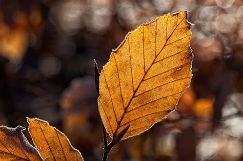 Royalty Free Photo Selective Focus Photography Of Brown Leaf Pickpik