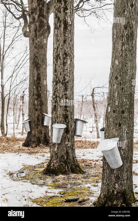 Sap Buckets On Trees In Maple Forest Hi Res Stock Photography And