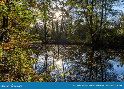 Fall colors in the park stock image. Image of blaze - 163317943