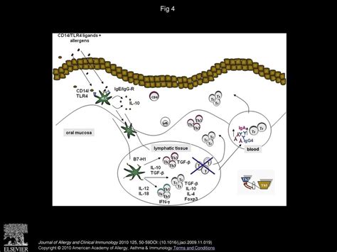 Dendritic Cells Bridging Innate And Adaptive Immunity In Atopic