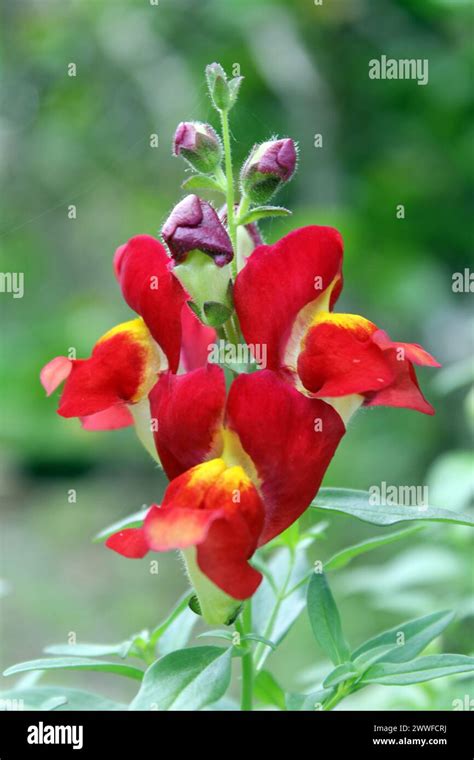 In A Snapdragon Flower Hi Res Stock Photography And Images Alamy