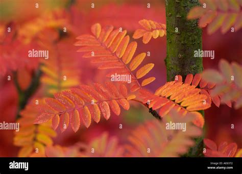 Autumn leaves England Stock Photo - Alamy